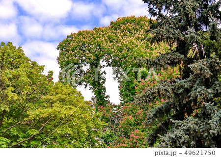 All the trees are blooming. Particularly beautiful 49621750