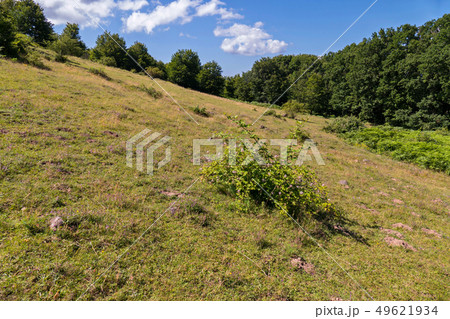 A bush of a wild rose grows on a slope with dry, y 49621934
