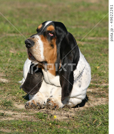 basset hound 49622261