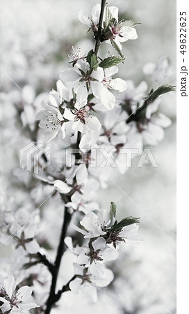 White Flowers Of Fresh Springtime Cherry Blossoms White Flowers Of Fresh Springtime Cherry Blossoms 49622625