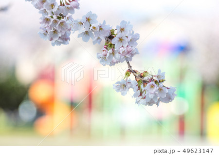 児童公園に咲く桜 児童公園に咲く桜 49623147
