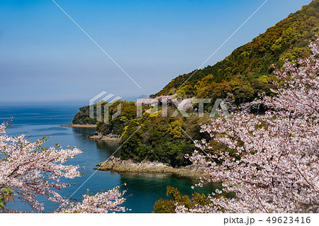 熊本県水俣市 湯の児海岸道路に咲く桜の並木道と八代海 熊本県水俣市 湯の児海岸道路に咲く桜の並木道と八代海 49623416