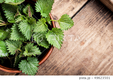 Bunch of common nettles Bunch of common nettles 49623501