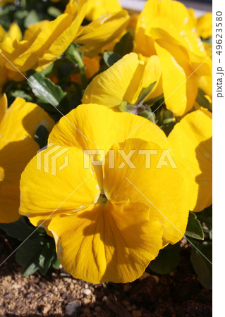 黄色のパンジー 49623580