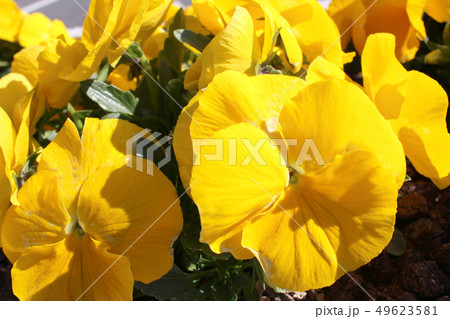 黄色のパンジー 49623581