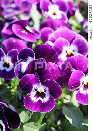 紫色のパンジー 49623582