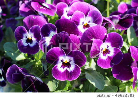 紫色のパンジー 49623583