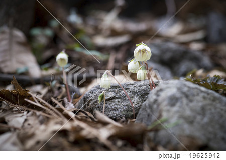 花 野生の花 風花 49625942