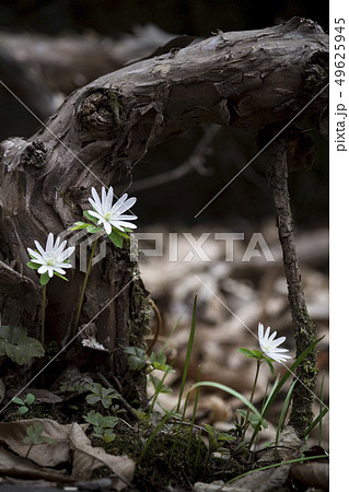 花 野生の花 風花 49625945