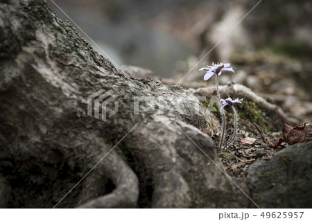 花 野生の花 風花 49625957
