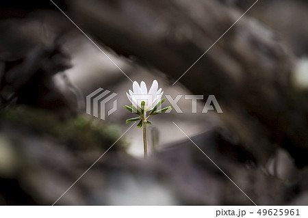 花 野生の花 風花 49625961
