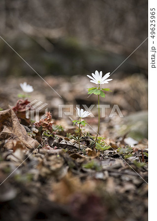 花 野生の花 風花 49625965