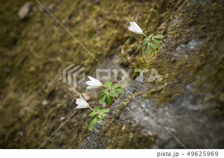 花 野生の花 風花 49625969