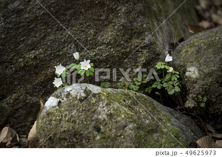 花 野生の花 風花 49625973