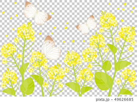 菜の花とモンシロチョウのイラストのイラスト素材