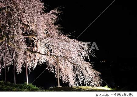 夜桜 長野県飯田市 の写真素材