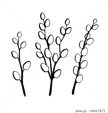 Willow twigs in black isolated on white 49627675