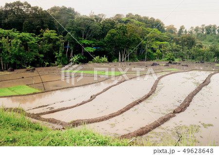 Terraced rice fields in Madiun, Indonesia 49628648
