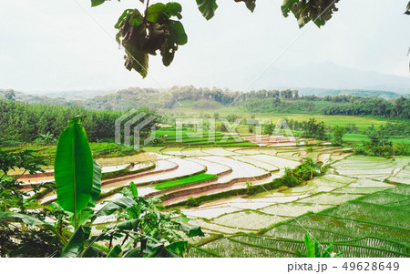 Terraced rice fields in Madiun, Indonesia 49628649