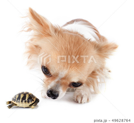 young Tortoise and chihuahua young Tortoise and chihuahua 49628764