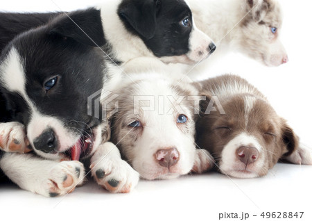 puppies border collie 49628847