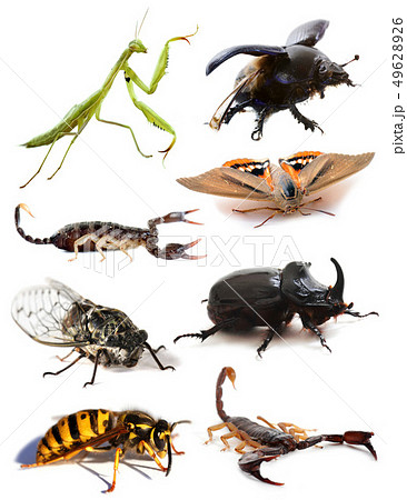 insects and scorpions 49628926