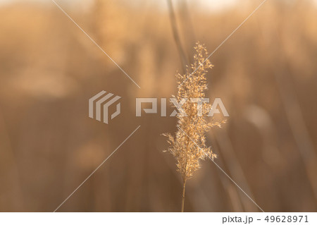 soft focus of reeds stalks blowing in the wind at 49628971