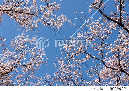春風に揺れる満開の桜 49629006