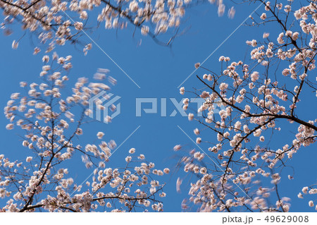 春風に揺れる満開の桜 49629008