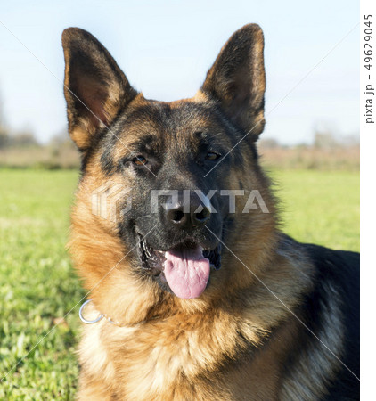 german shepherd german shepherd 49629045