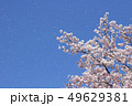 桜吹雪 49629381