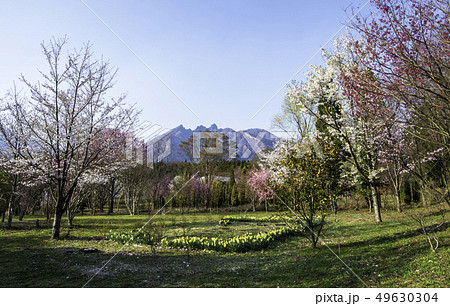 さくら 49630304