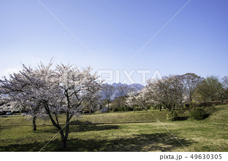 さくら さくら 49630305