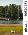Close up of seagull standing on a lawn. 49630461