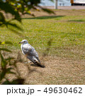 Close up of seagull standing on a lawn. 49630462