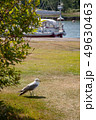 Close up of seagull standing on a lawn. 49630463