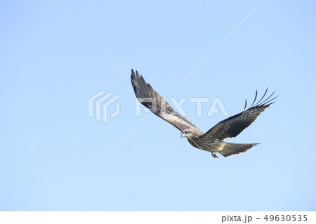 鳶 とんび とび 飛ぶ鳥の写真素材