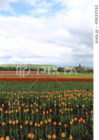 北海道　湧別　かみゆうべつチューリップ公園 49630582