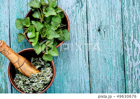 Bunch of common nettles Bunch of common nettles 49630676