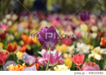 ひたち海浜公園　チューリップ 49630980