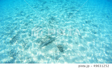 沖縄 渡嘉敷島の水中写真 ヘラヤガラ 沖縄 渡嘉敷島の水中写真 ヘラヤガラ 49631252