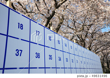 選挙掲示板と桜 選挙掲示板と桜 49631496
