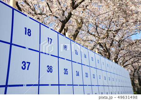 選挙掲示板と桜 選挙掲示板と桜 49631498