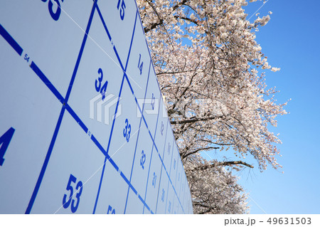 選挙掲示板と桜 選挙掲示板と桜 49631503