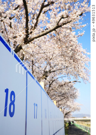 選挙掲示板と桜 選挙掲示板と桜 49631513