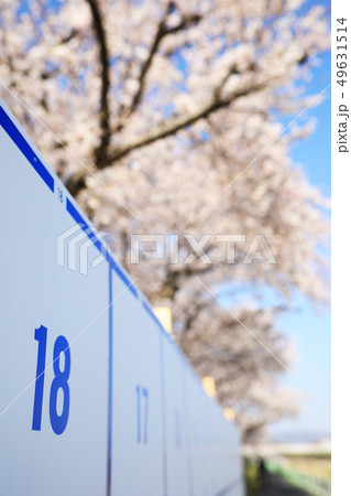 選挙掲示板と桜 選挙掲示板と桜 49631514