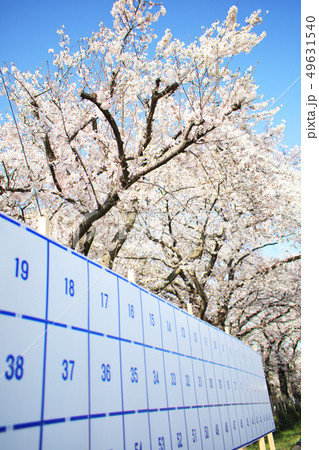 選挙と桜 選挙と桜 49631540