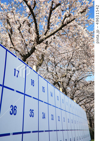 選挙と桜 選挙と桜 49631542