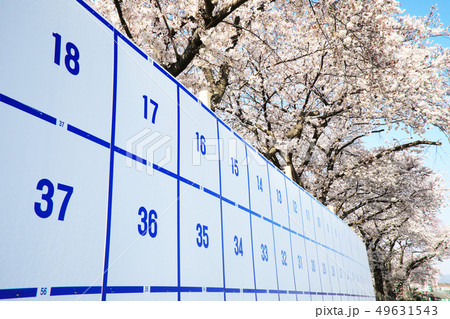 選挙と桜 選挙と桜 49631543