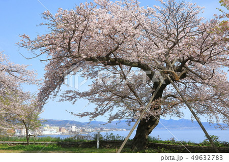 満開の大桜 49632783